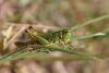 Pseudochorthippus parallelus parallelus
